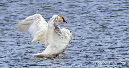 Stretching Swan_DSCF6059.jpg - Trumpeter Swan (Cygnus buccinator) photographed along the Rideau Canal Waterway at Smiths Falls, Ontario, Canada.